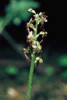 Listera cordata