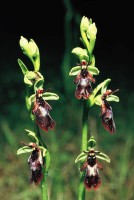 Ophrys insectifera