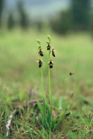 Ophrys insectifera