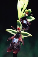 Ophrys insectifera