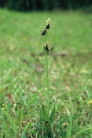 Ophrys insectifera