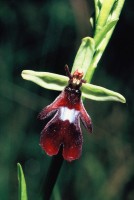 Ophrys insectifera