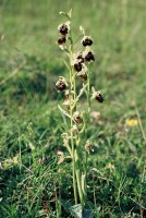 Ophrys holoserica