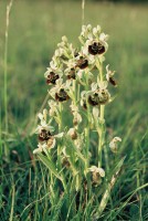 Ophrys holoserica