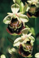 Ophrys holoserica