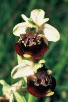 Ophrys holoserica