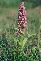 Dactylorhiza incarnata