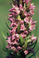 Dactylorhiza incarnata