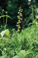 Epipactis helleborine