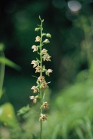 Epipactis helleborine