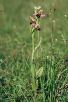 Ophrys apifera