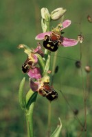 Ophrys apifera