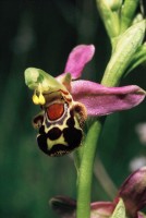 Ophrys apifera