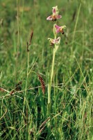 Ophrys apifera