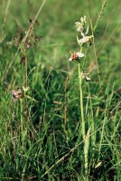 Ophrys apifera