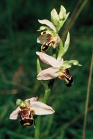 Ophrys apifera