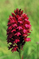 Anacamptis pyramidalis