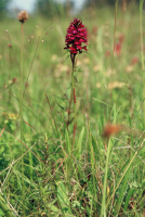 Anacamptis pyramidalis