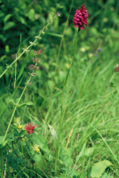 Anacamptis pyramidalis