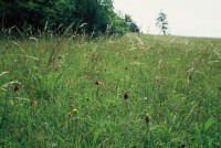 Anacamptis pyramidalis