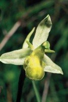 Ophrys apifera