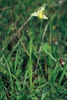 Ophrys apifera