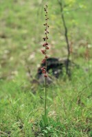 Epipactis atrorubens