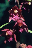 Epipactis atrorubens