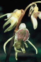 Epipogium aphyllum