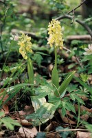 Orchis pallens