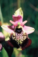 Ophrys holoserica