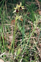 Ophrys araneola