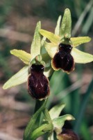 Ophrys araneola