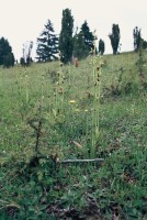 Ophrys insectifera