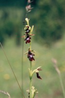 Ophrys insectifera