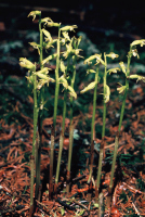 Corallorhiza trifida