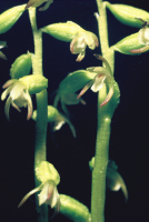 Corallorhiza trifida