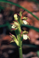 Corallorhiza trifida