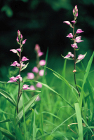 Cephalanthera rubra