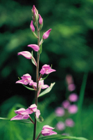 Cephalanthera rubra