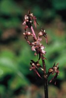 Listera cordata