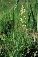 Platanthera bifolia