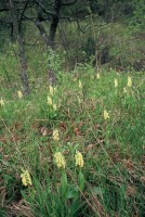 Orchis pallens