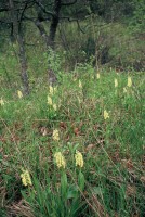 Orchis pallens