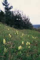 Orchis pallens