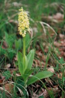 Orchis pallens