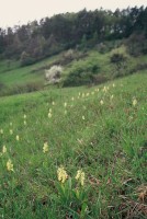 Orchis pallens