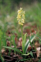 Orchis pallens