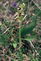 Ophrys araneola