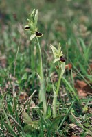 Ophrys araneola